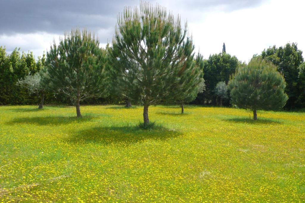 Casa Da Avo Genoveva ξενώνας Tomar Εξωτερικό φωτογραφία